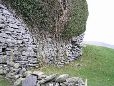 Ballycarberry Castle wall & ivy