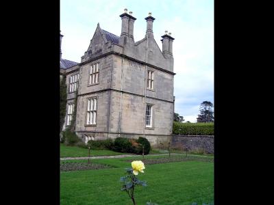 lone rose at Muchross house