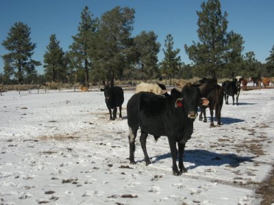 Rufus the bull and gang