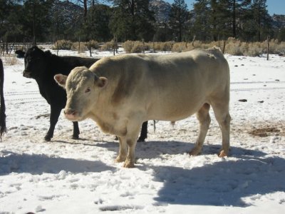 Big Daddy Bull
