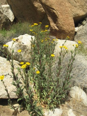 Blooming flowers