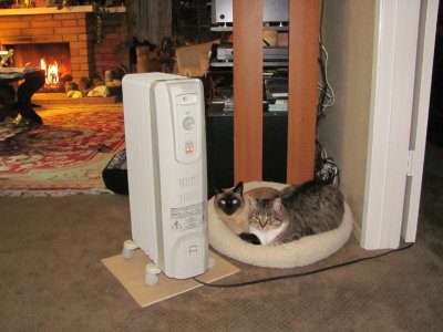 Scarlett & Machka by their heater