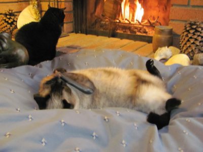 Scarlett and Cleo by the fire