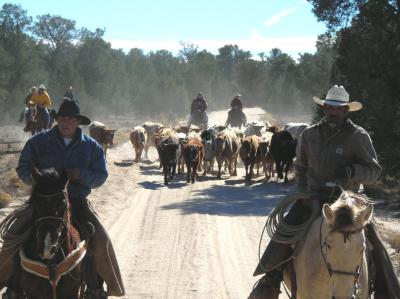 Cattle Drive Dec 2005