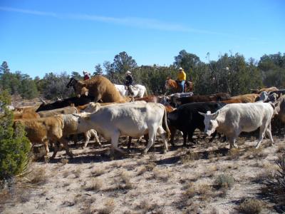 Cow rides