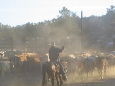 herding them in the corrals