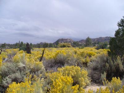 Fields of yellow