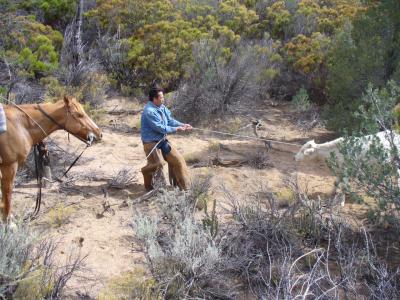 Luis catches a cow