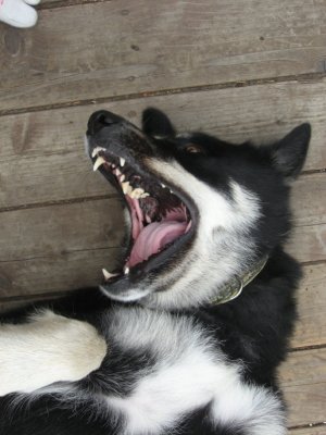 A Big Yawn