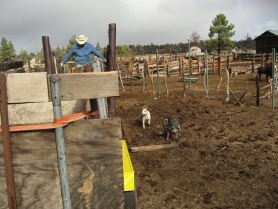 Ricardo Jr with the dogs, Smokey & Pecas