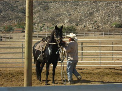 Saddling up the new mare