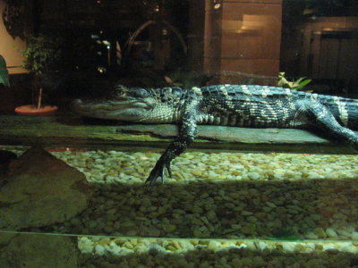 Hotel Gator