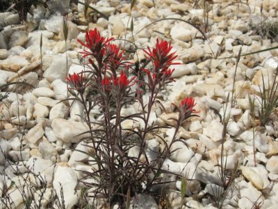 Indian Paintbrush