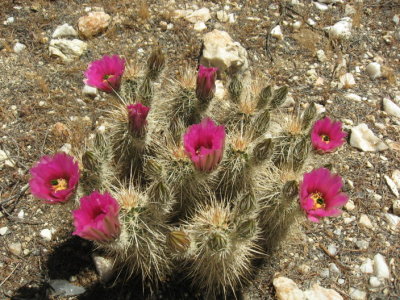 Pretty Cactus Flowers