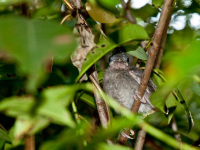 g3/06/28806/3/125101108.6GAIG1oL.jpg