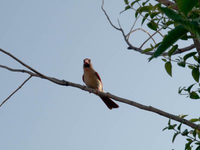 Bird Family3.jpg