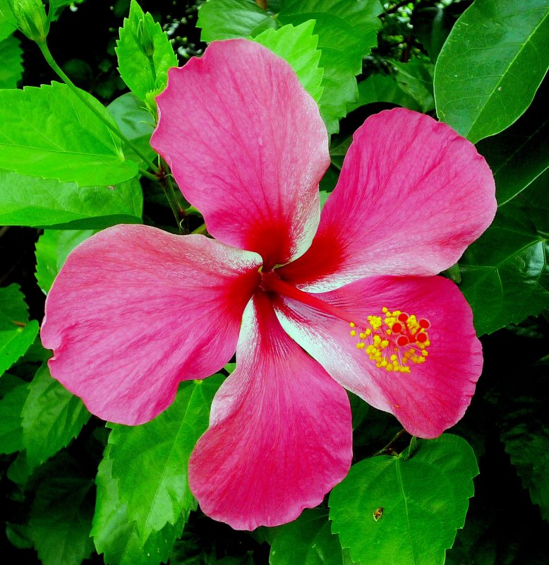 Hibiscus
