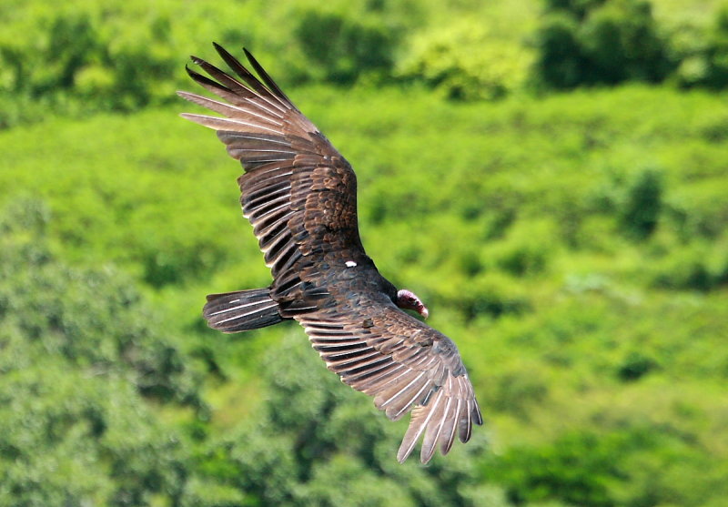 Turkey Vulture