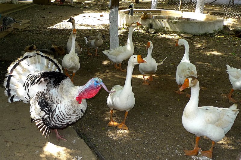 P1030731turkgeese.JPG