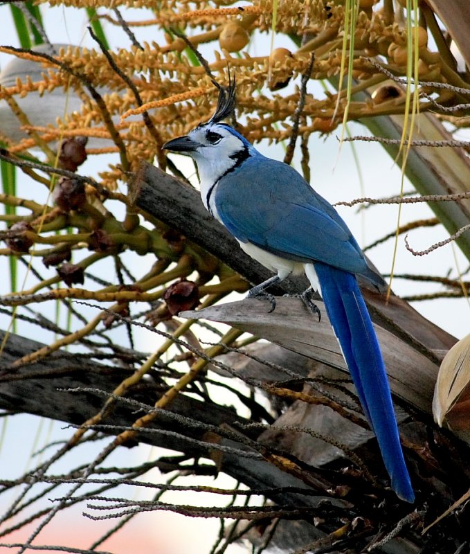 White -Throated Magpie-Jay