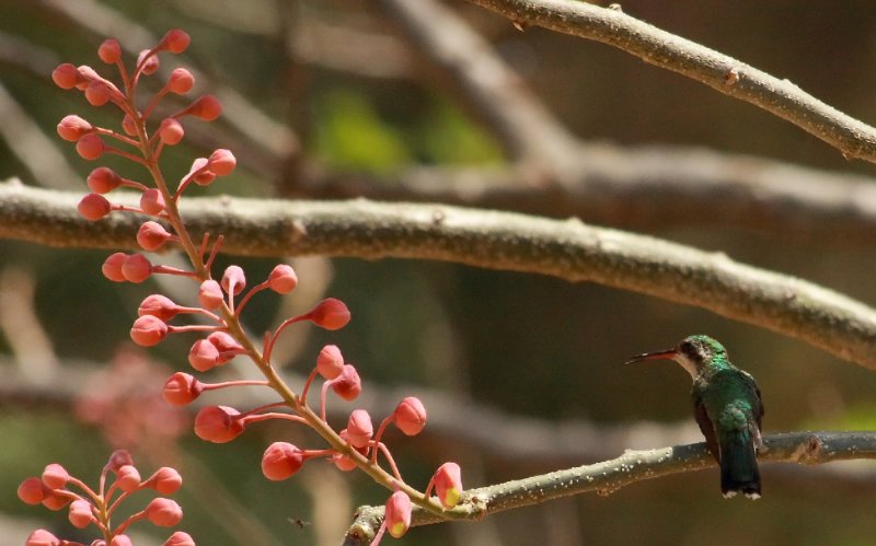 Humming Birds In Nicaragua