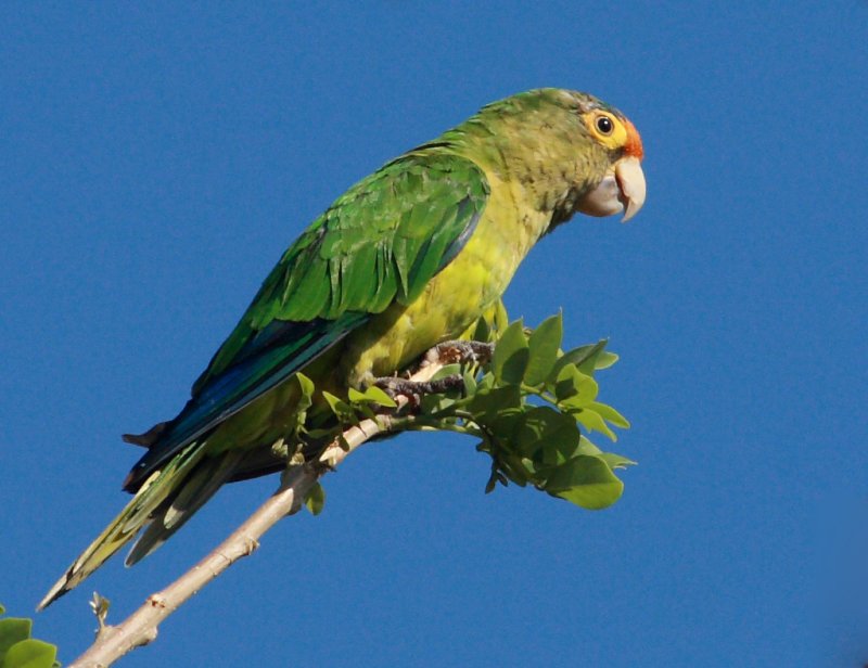 Green Parrot