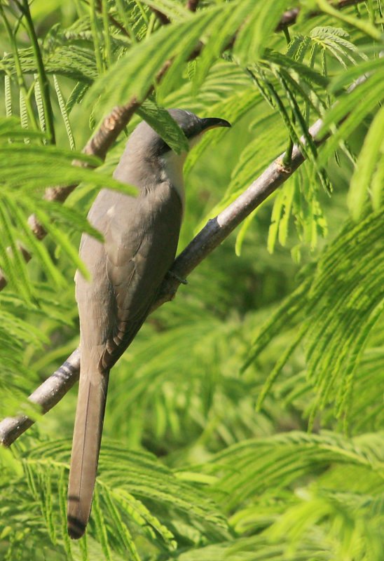 IMG_6898bird.JPG