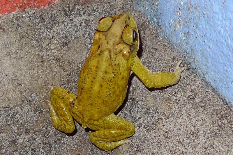 P1070970toad.jpg