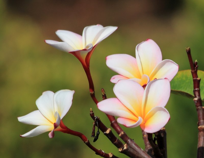 Sancuanjoche (Plumeria Rubra)