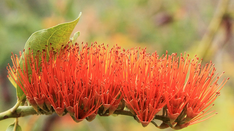 Dry Season Flower