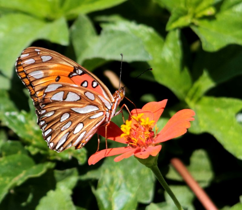 Butterfly