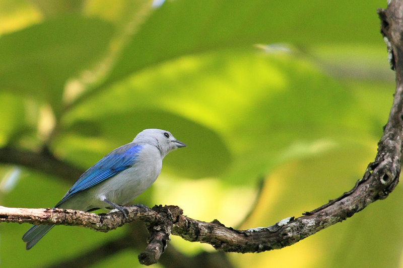 Blue-grey Tanager