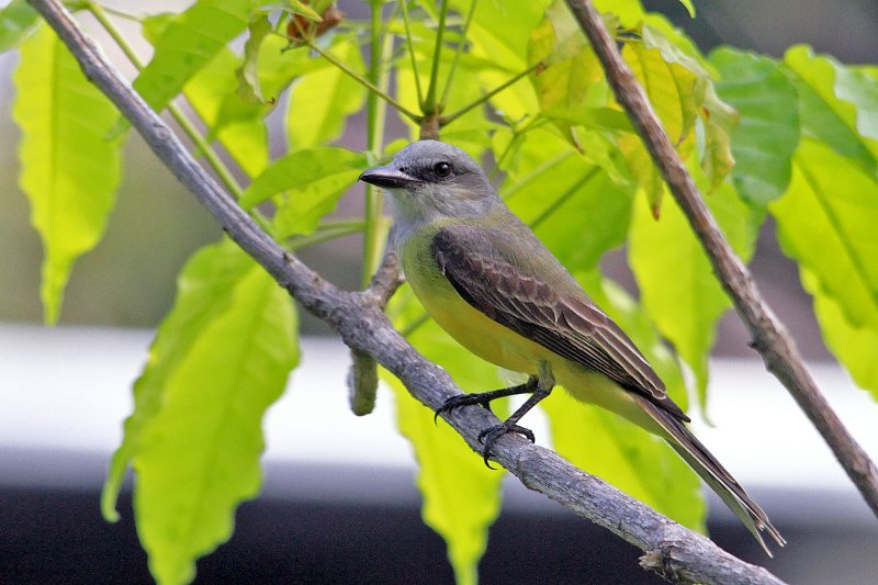 IMG_0047bird.JPG