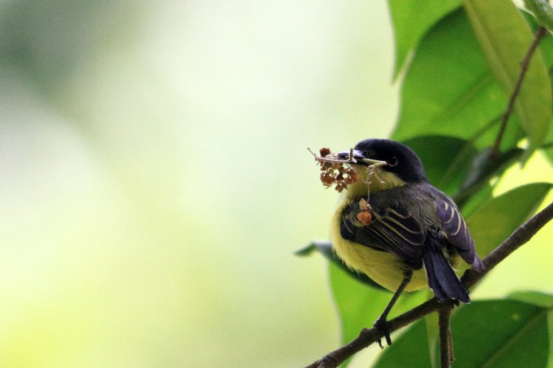 Common Tody-flycatcher (Titiriji Comun)