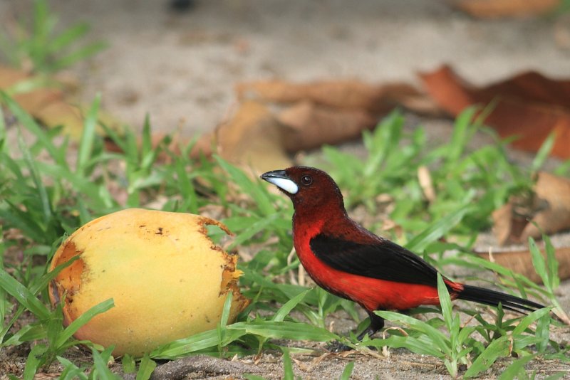 Crimson-backed Tanager (Ramphocelus dimidiatus)