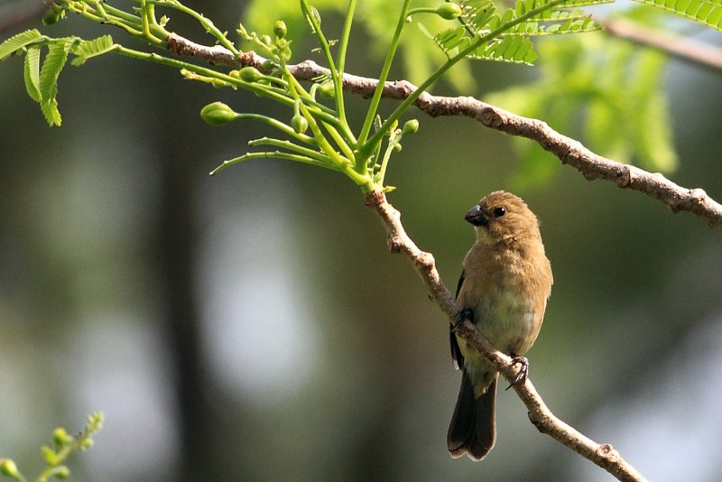 IMG_0168bird.JPG
