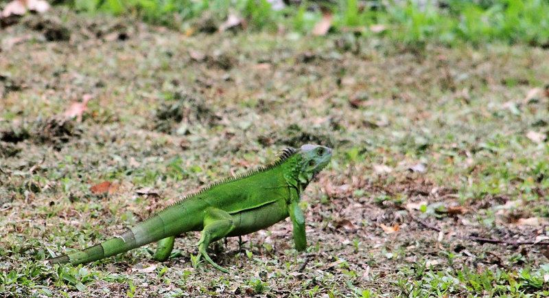 IMG_0411iguana.JPG