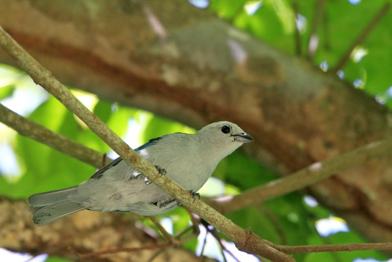 IMG_0978bbird.JPG