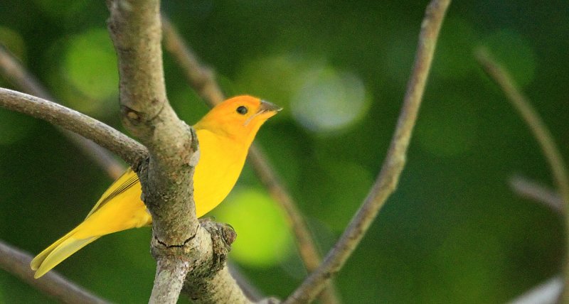 Saffron Finch