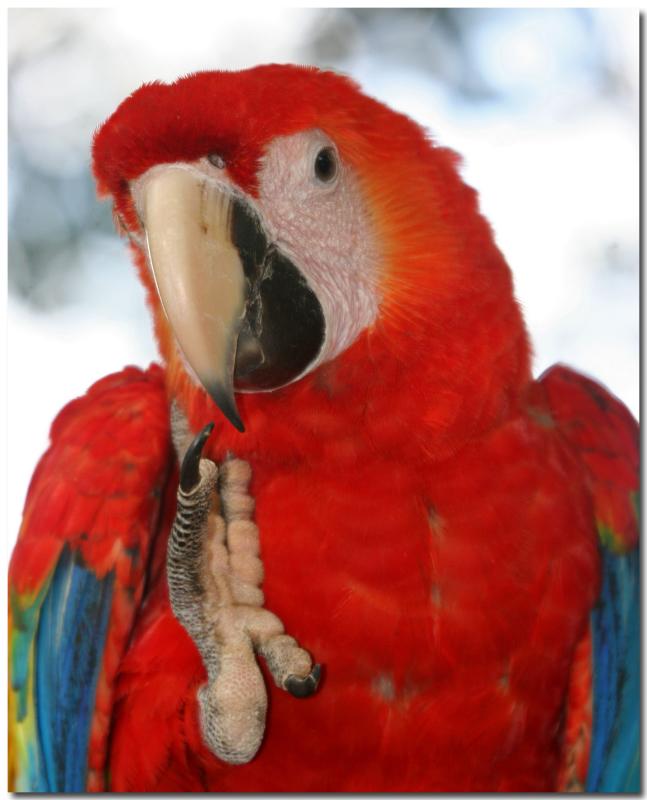 Macaw