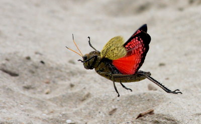 Horse Lubber Grasshopper in the genus Taeniopoda
