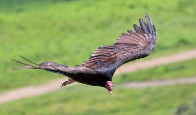 Turkey Vulture, Cathartes aura