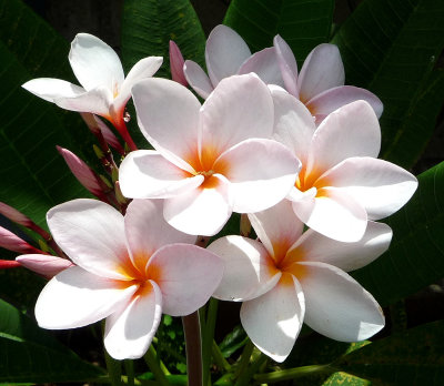 Sacuanjoche, Plumeria obtusa