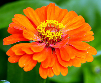 Rainy Season Flower