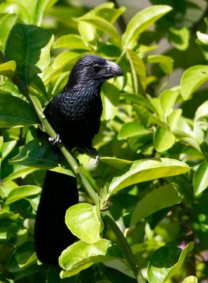 Groove-billed Ani, Crotophaga sulcirostris