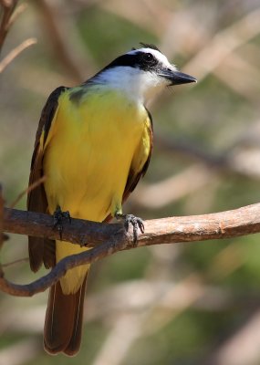 Great Kiskadee, Pitangus sulphuratus