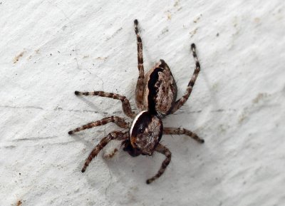 IMG_0934spider.JPG