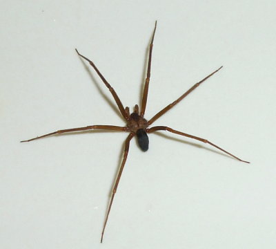 P1010024spider.JPG