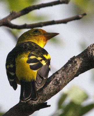 Western Tanager