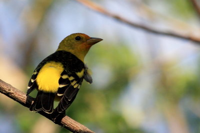 Western Tanager